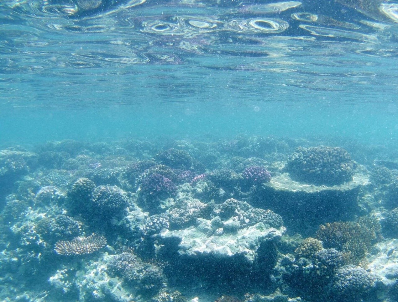 瓦努阿图高清潜水视频,瓦努阿图看火山潜水