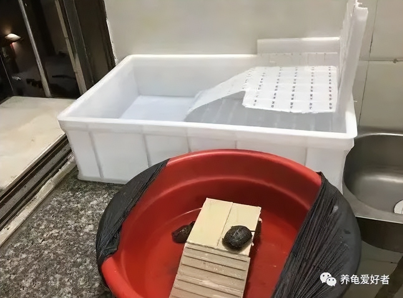 养龟必须要有晒台吗,养龟的晒台最好用什么