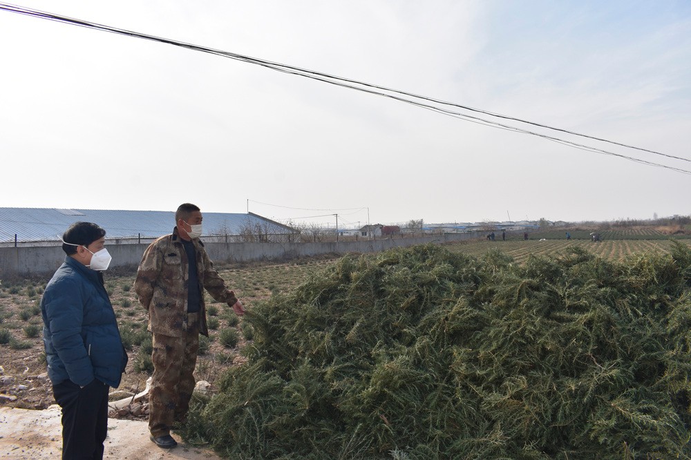 辛巴辛有志不断为农户及农产品赋能，汝州市夏店镇迷迭香助农增收