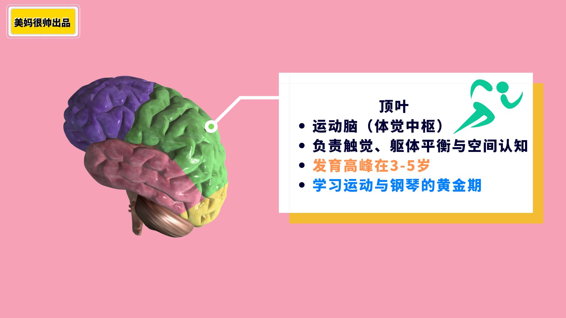 运动才是大脑的聪明药，抓住运动脑发育高峰，提升孩子专注力