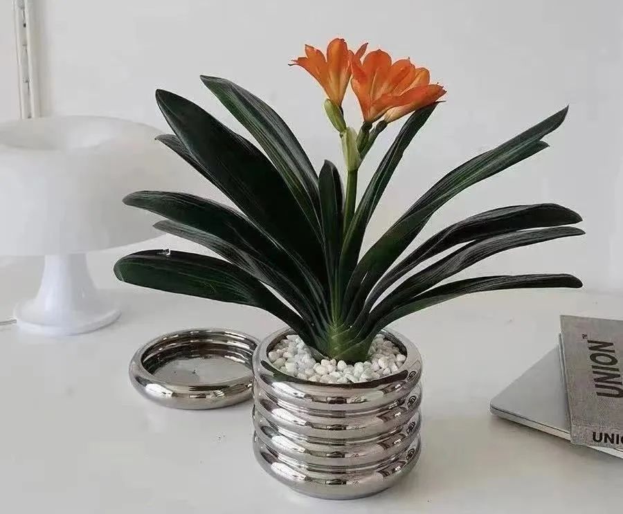 人养花、花也养人，客厅养花就选这5种，越养家里越干净，清雅又大气！