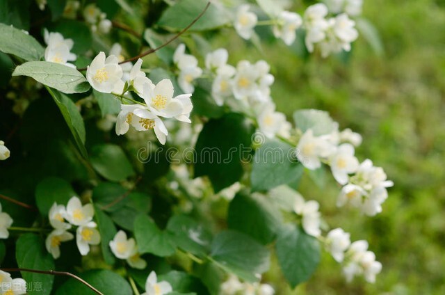 太实用了！45种常见植物养殖方法大全