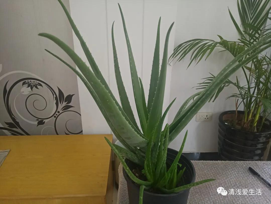 什么样的芦荟可以食用和美容,关于芦荟的小知识你知道多少