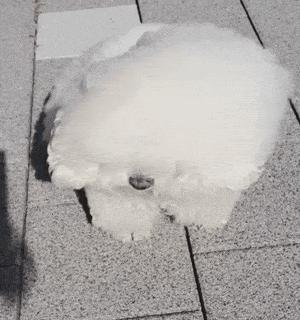 让比熊流浪等于让它“送死”，希望你别抛弃它