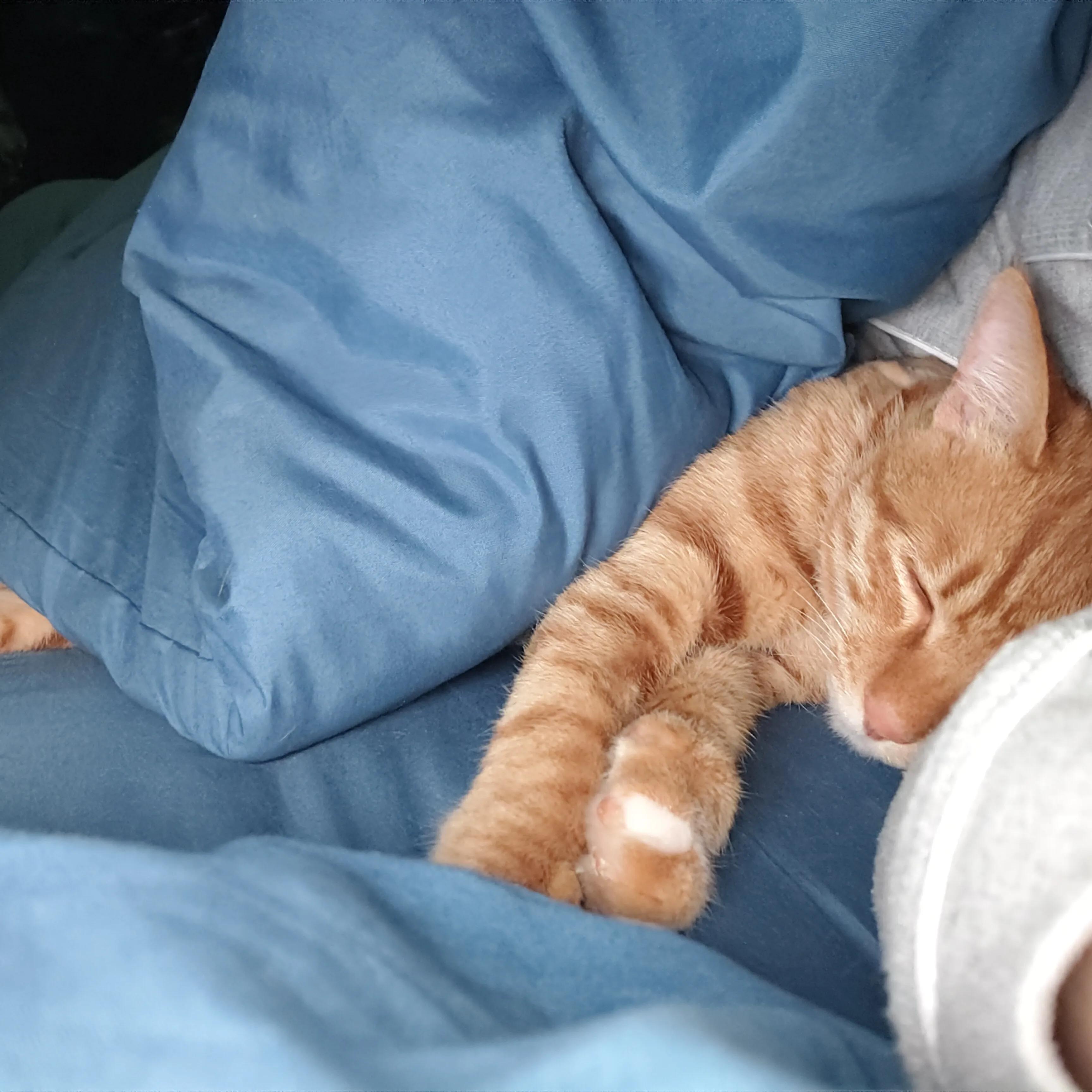 养了一年多的猫不见了，找到后能听懂人话