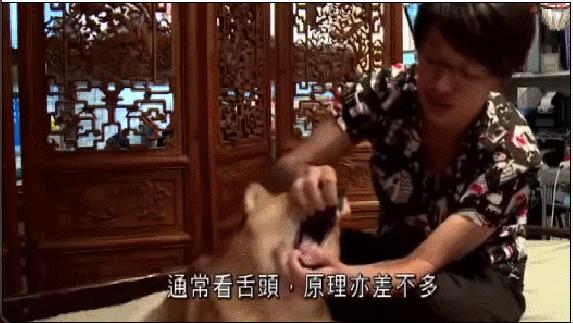 给狗做针灸的视频,带狗去针灸