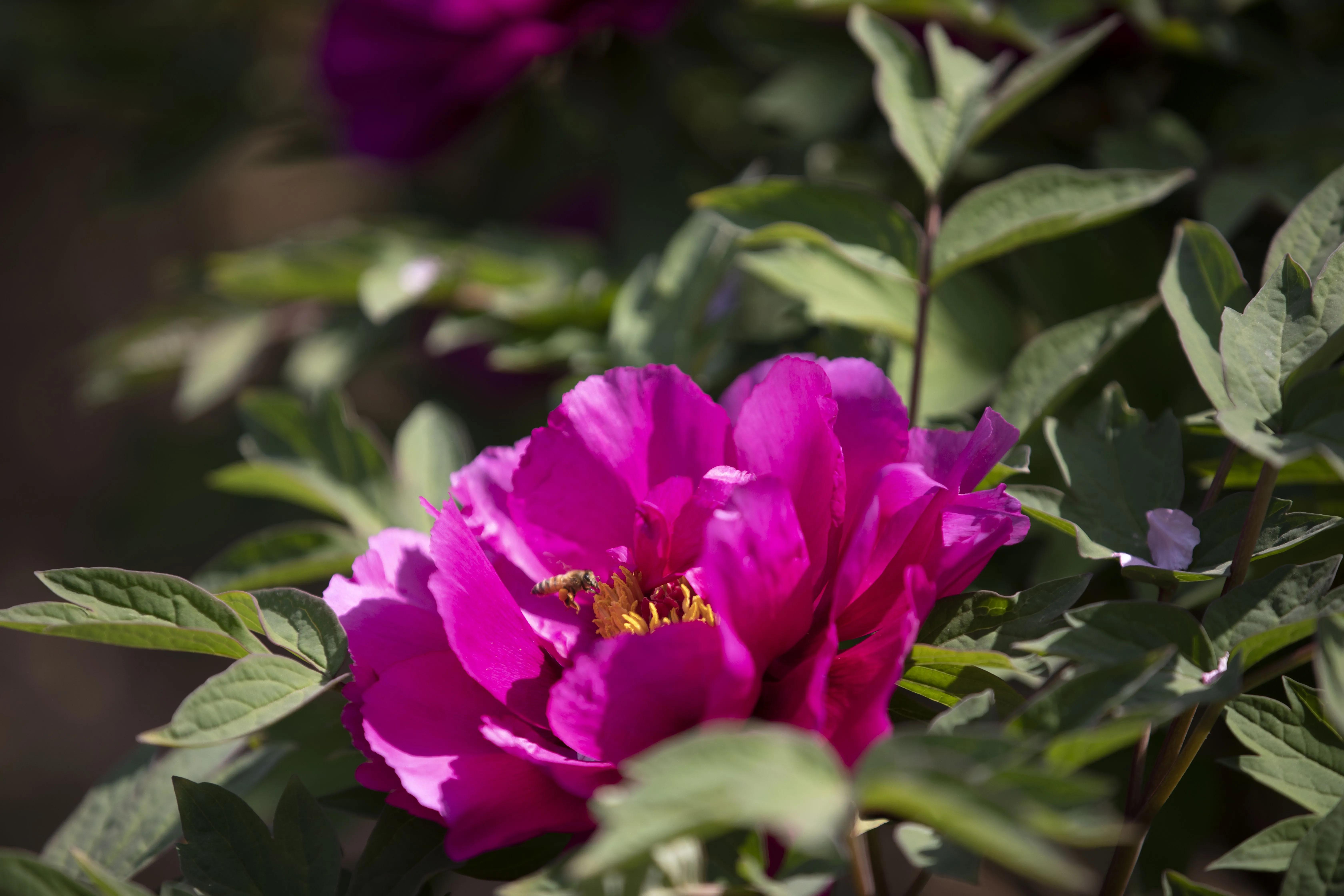 牡丹花开得雍容华贵芳香四溢,牡丹花开雍容华贵视频