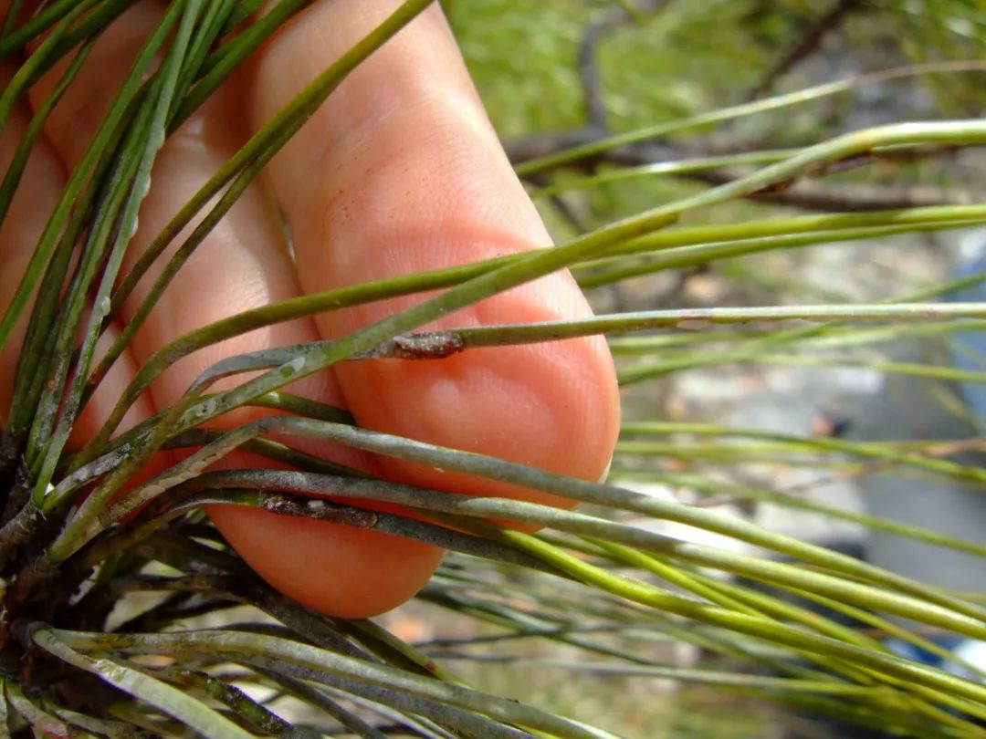 栀子花和月季长虫子喷什么药,月季花小黑虫是什么