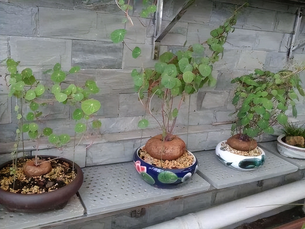 好养的喜阴花有哪些室内,哪些花喜阴不见阳光也可以生长