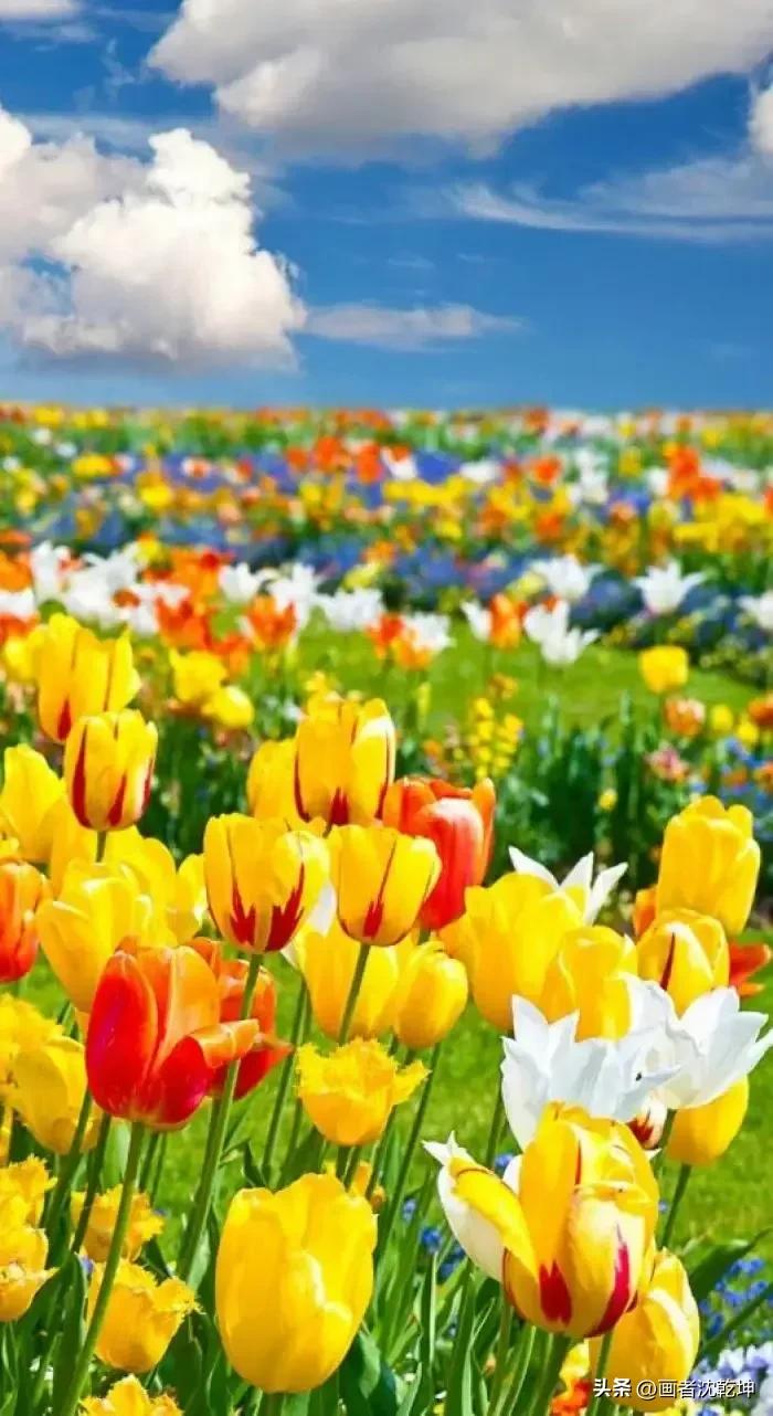 绝美郁金香花图片,绝美郁金香图片大片