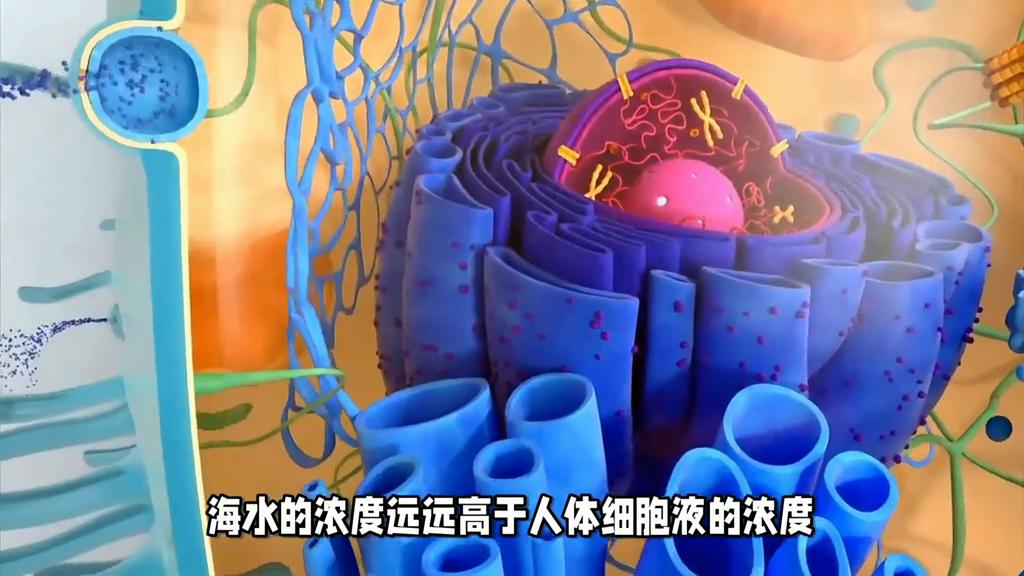 海水喝了会发生什么,喝了海水会怎样