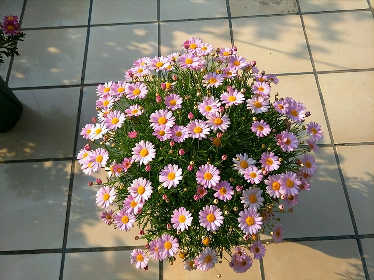 玛格丽特怎么养才长得好,如何养好玛格丽特