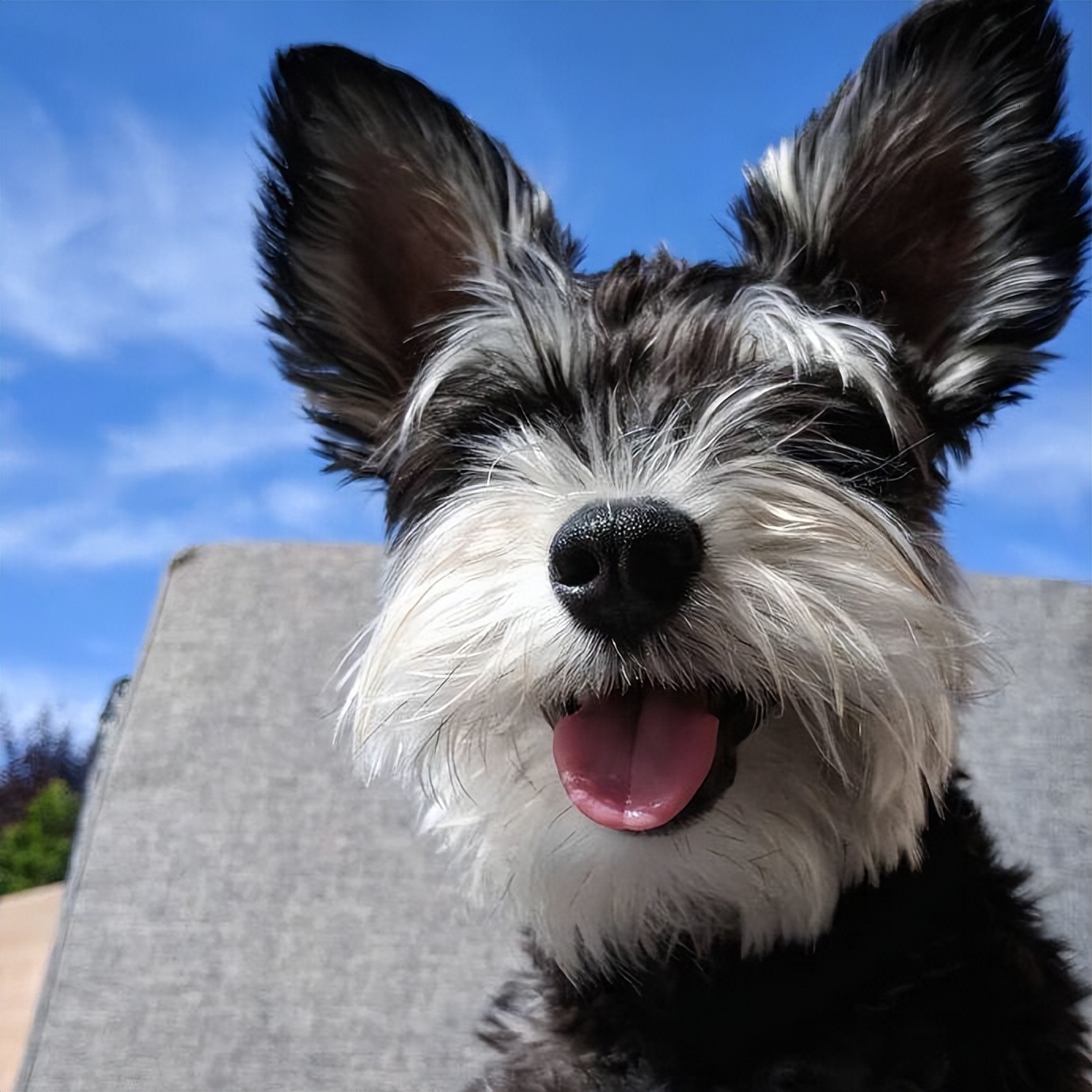 雪纳瑞总是被别的狗凶,雪纳瑞都需要注意些什么