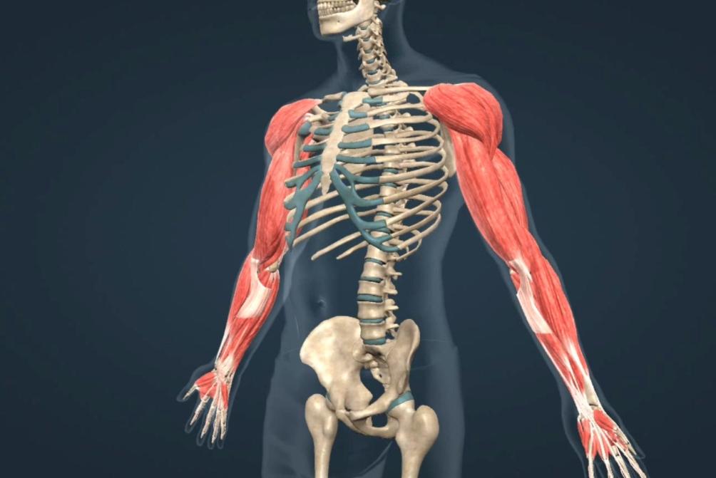 每天久站8小时对身体有什么影响,每天久坐8个小时以上的危害