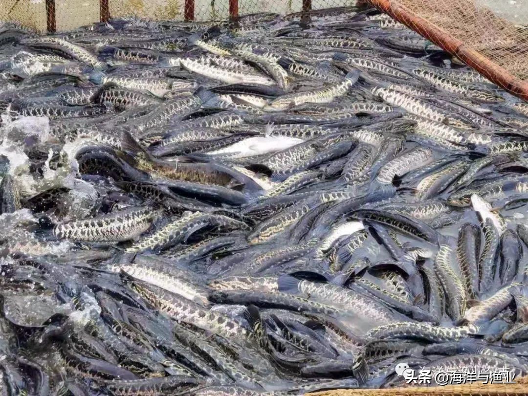 广东中山三角镇生鱼养殖基地,中山市水产养殖年产值