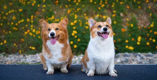 回族不吃猪肉，满族不吃狗肉，古代汉族也有不吃的肉