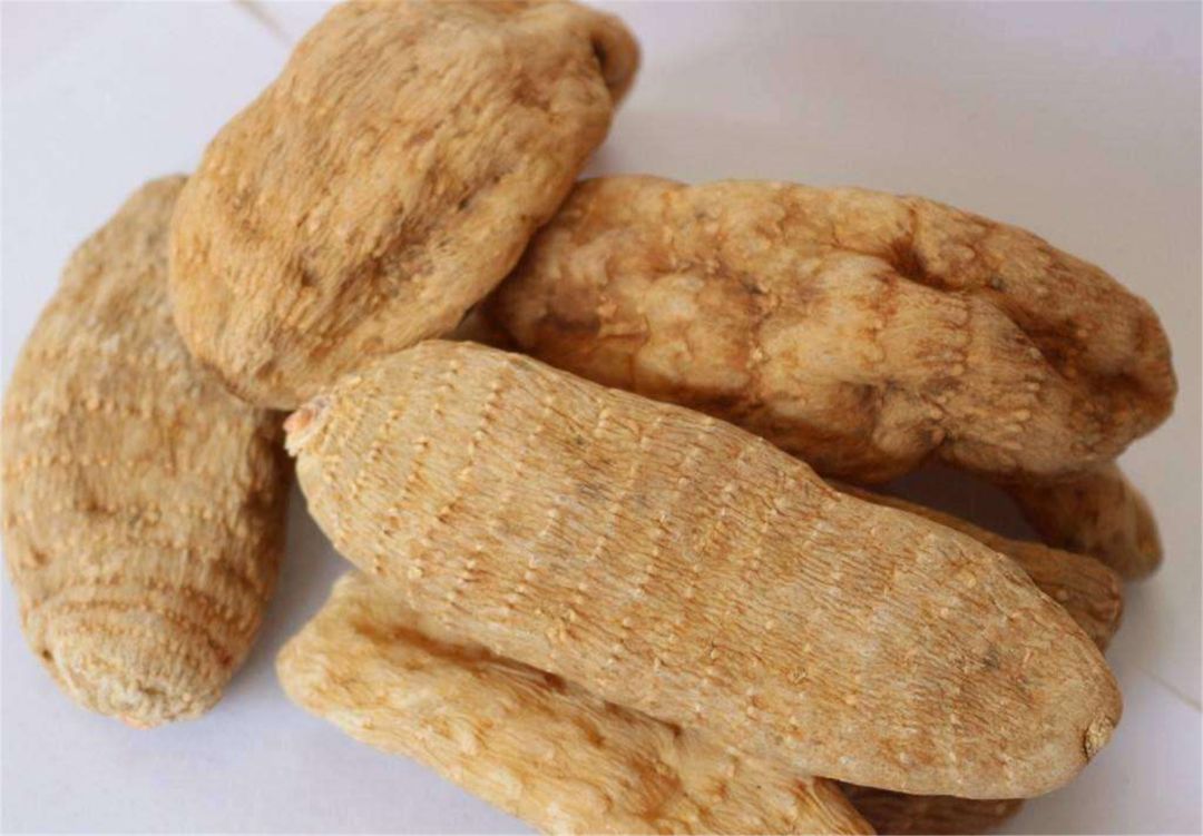 野生天麻图片植物,天麻植物图片大全大图