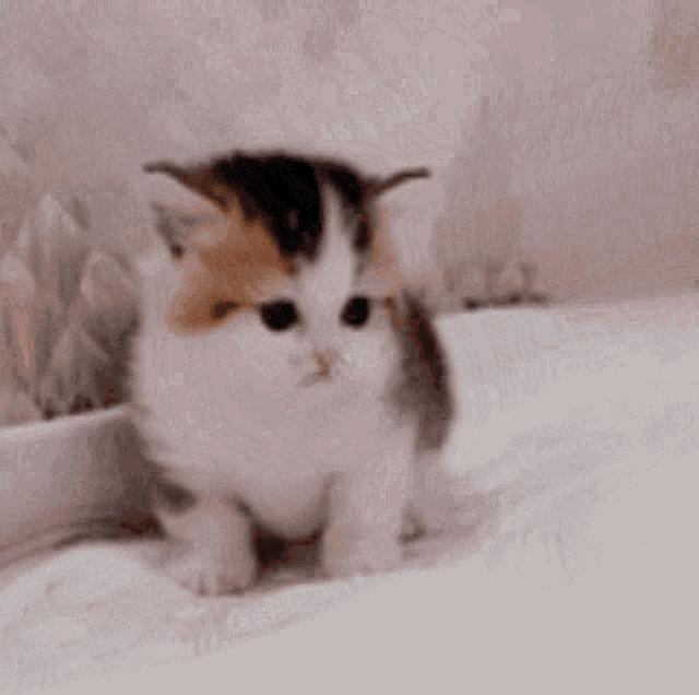 养小奶猫需要准备什么用品,家猫小奶猫怎么养活