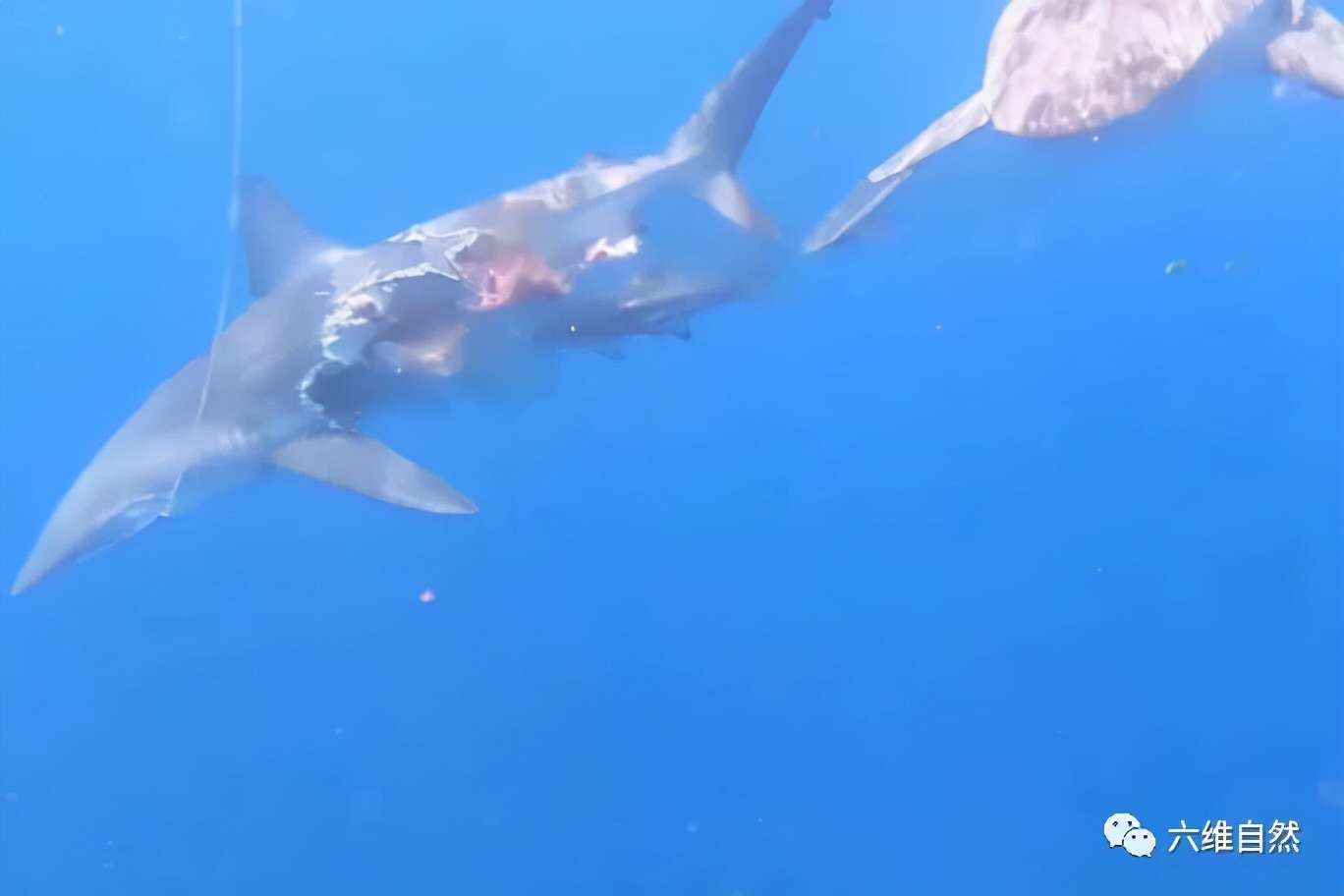 西班牙将一条黑鳍鲨放归海洋，却被其它鲨鱼攻击，被啃半个鲨鱼身