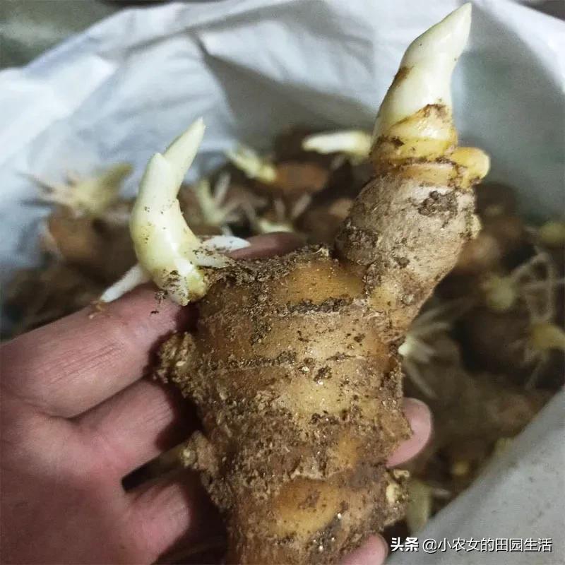 家庭种植生姜方法用什么桶,小家庭生姜种植方法