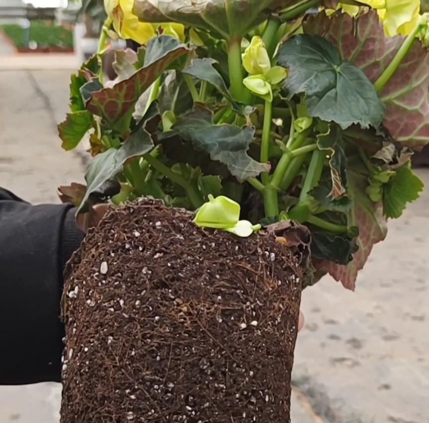 丽格海棠扦插后怎么养护,丽格海棠花用什么花土养护