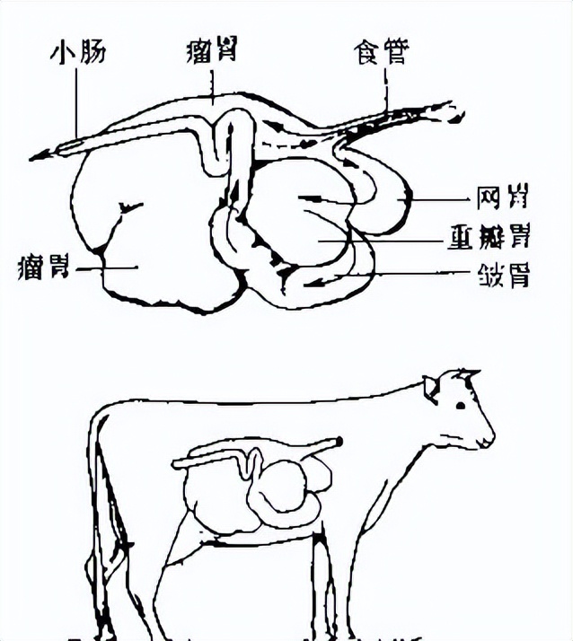奶牛酸中毒怎么治疗最有效,奶牛瘤胃怎么改善