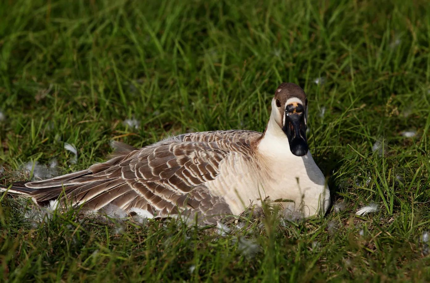 远飞的大雁简谱,远飞的大雁有声简谱