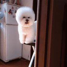 比熊狗狗流眼泪怎么回事,狗狗伤心会流眼泪吗