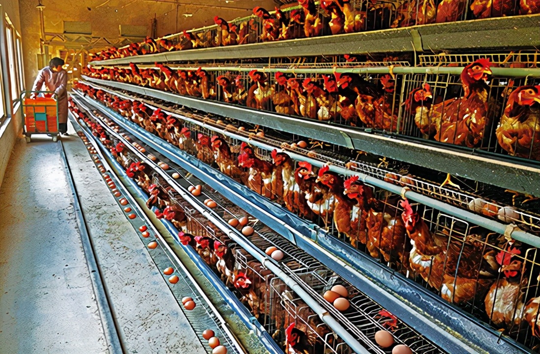 鸡的祖先是霸王龙？它为何每天都下蛋，细数鸡身上的“恐龙基因”