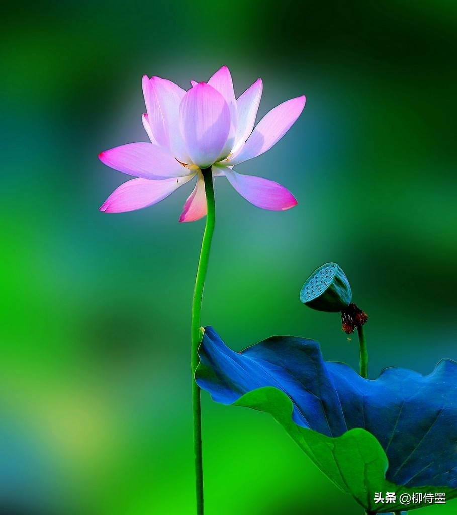 荷花摄影技巧和方法,荷花怎么拍出高级感的照片