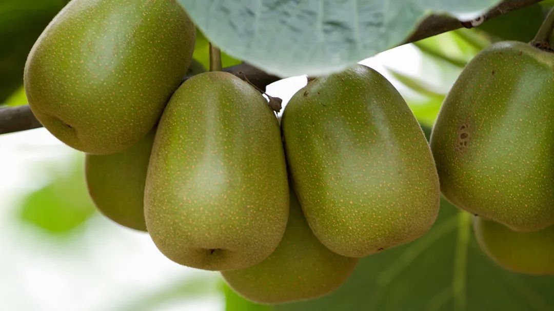 成都有哪些国家地理标志农产品,四川成都特色农产品