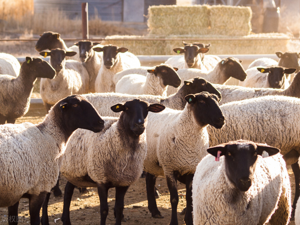 羊如何预防蜱虫,蜱虫的危害及防治