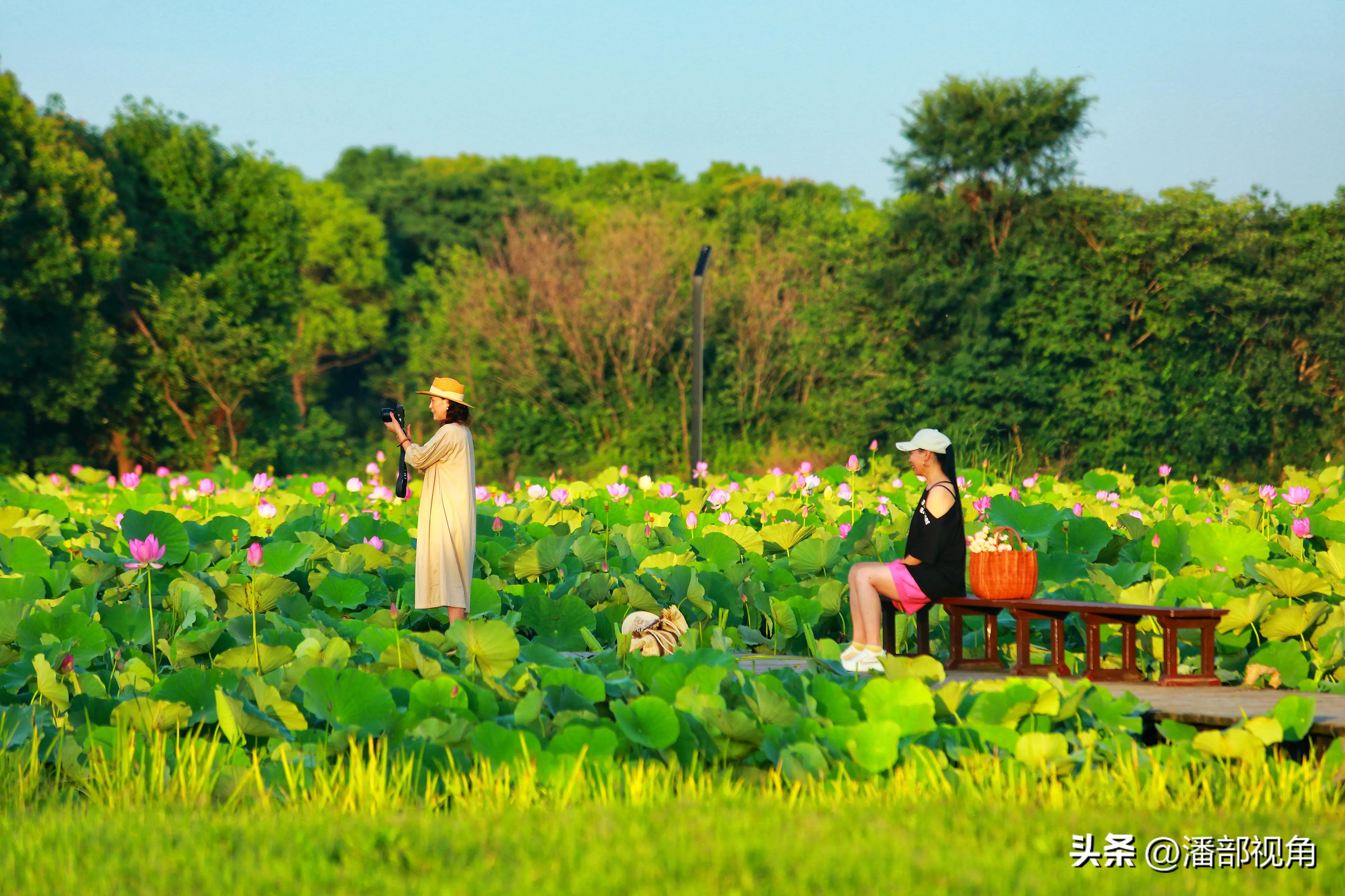 无锡七月底哪里的荷花开了,无锡太湖荷花开了吗