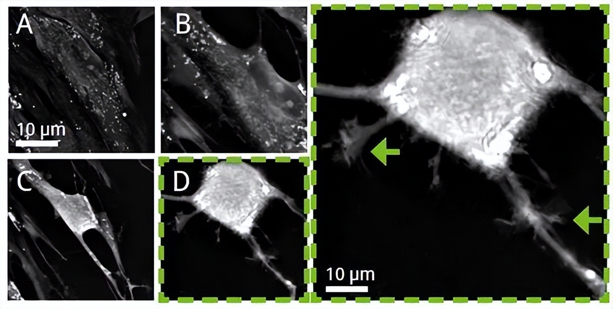 nanolive显微镜,nanolive3d活细胞成像