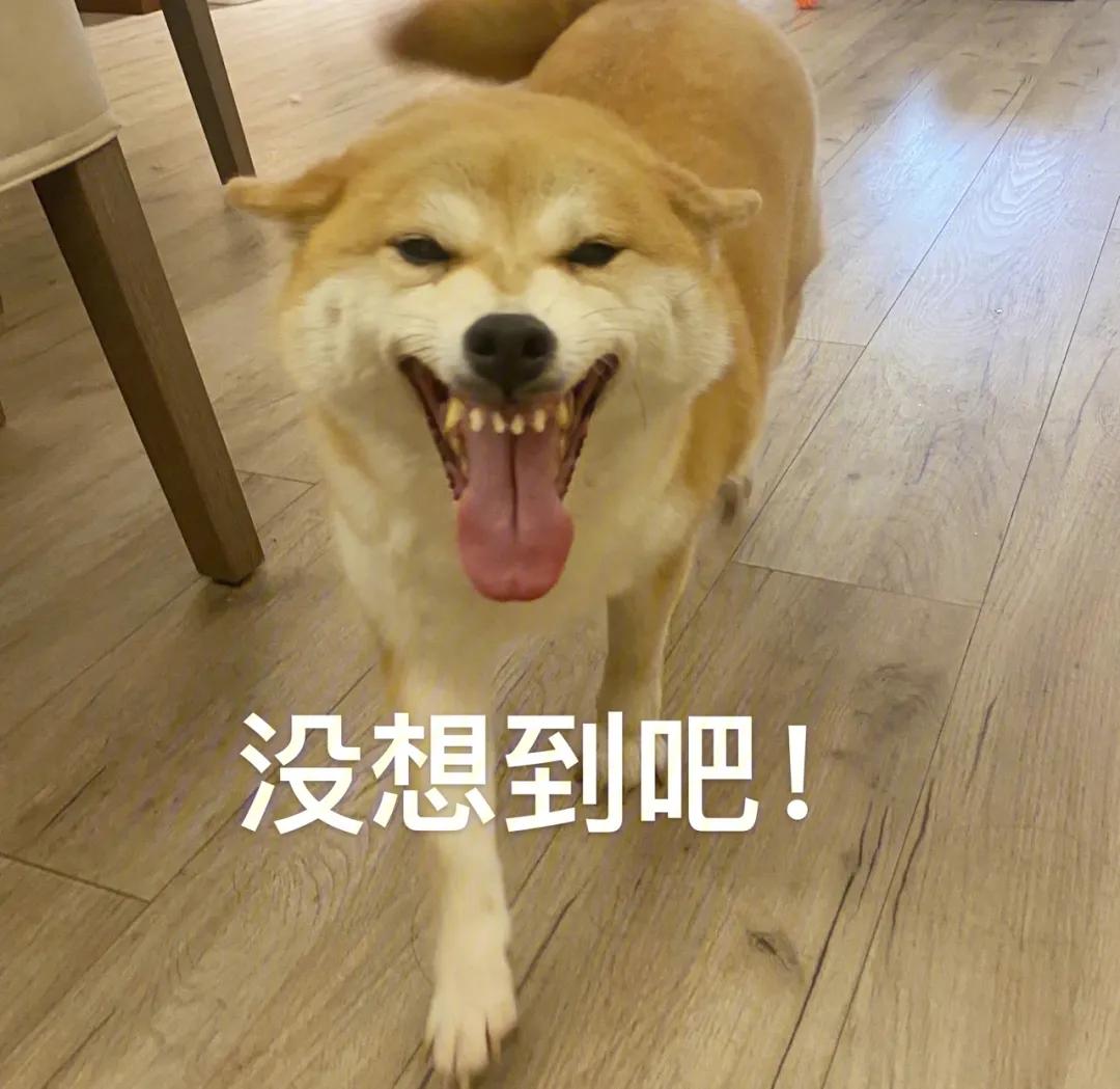 家里养一只狗有什么好处和坏处,家里养一个月的狗有什么说法