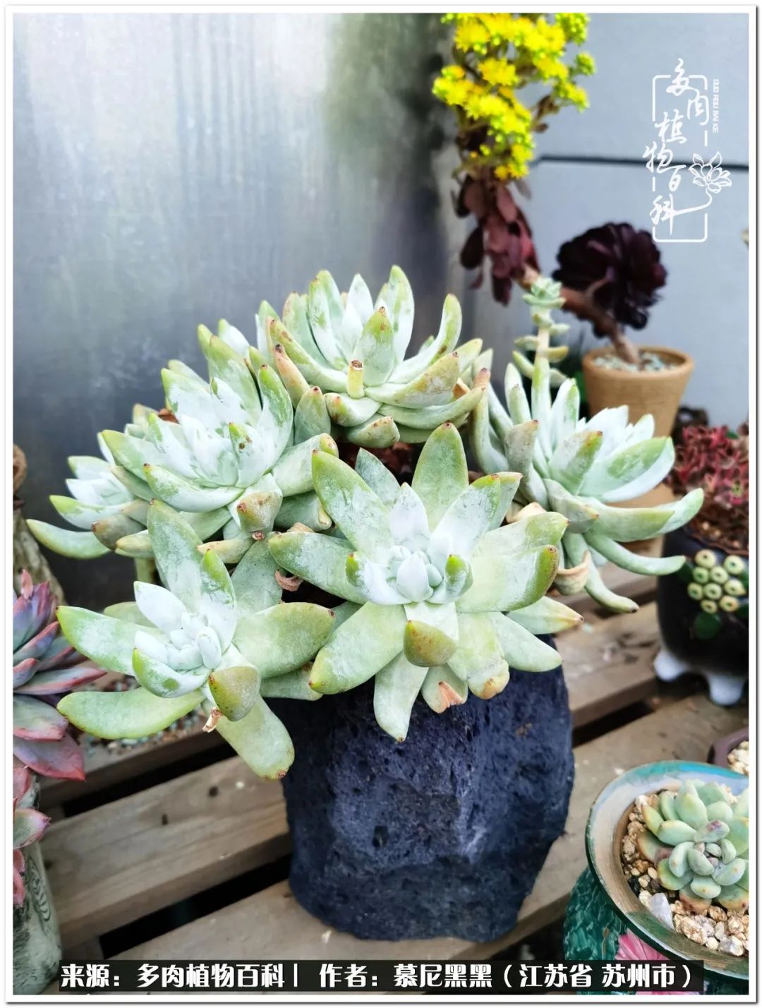 生活需要三分甜,生活需要一半禅意一半烟火