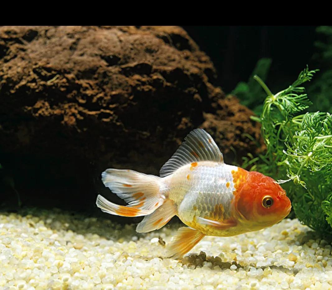 我的动物朋友金鱼的开头,我的动物朋友金鱼400字