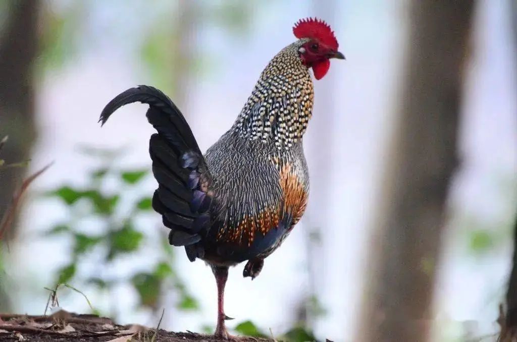 公鸡母鸡恩爱逛街,公鸡母鸡恩爱视频绿幕素材