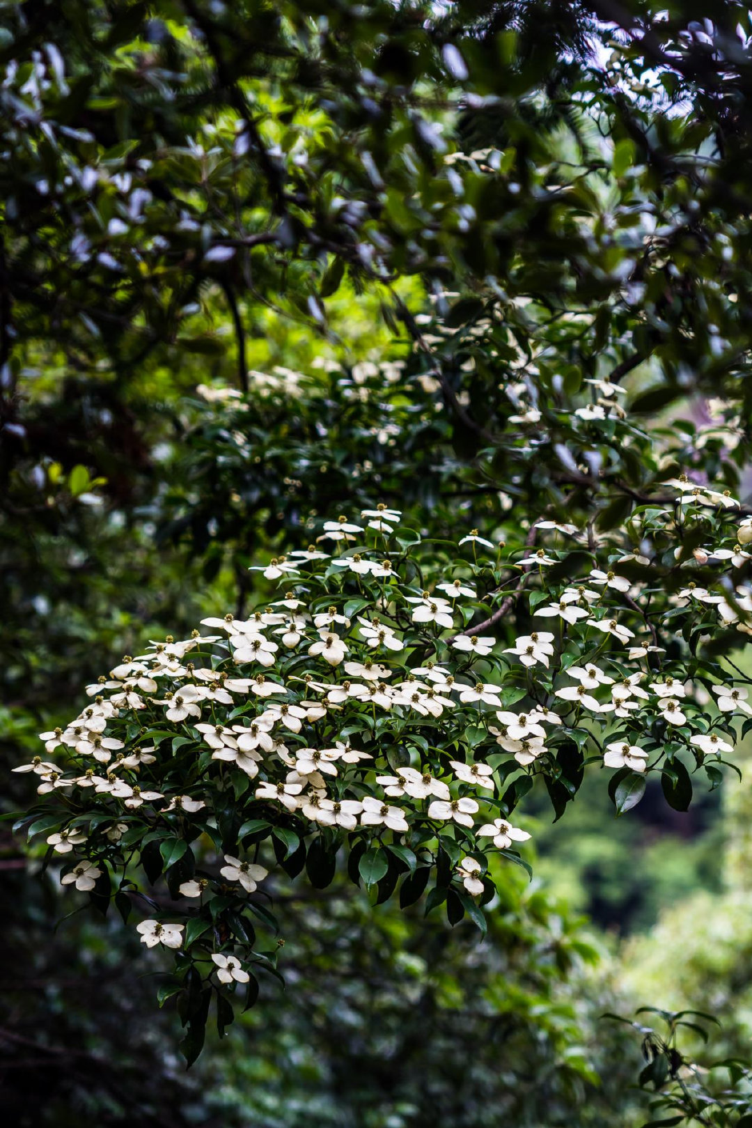 不用爬到山顶也能看到的美景,不用爬风景又好的山