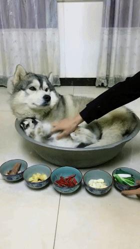 三大无攻击性犬类真的不会咬人吗,秋田犬的五大缺点无攻击性的犬