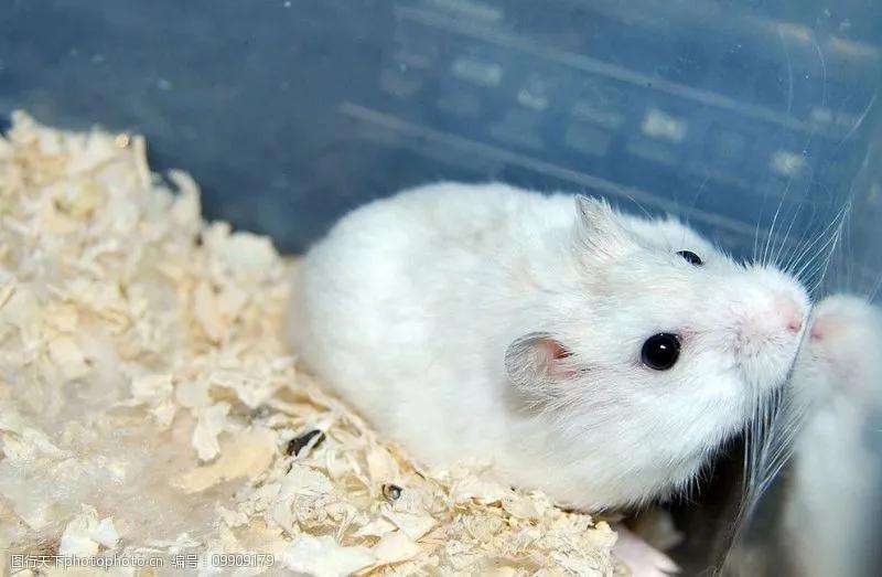 小仓鼠上厕所全集,仓鼠的厕所怎么做