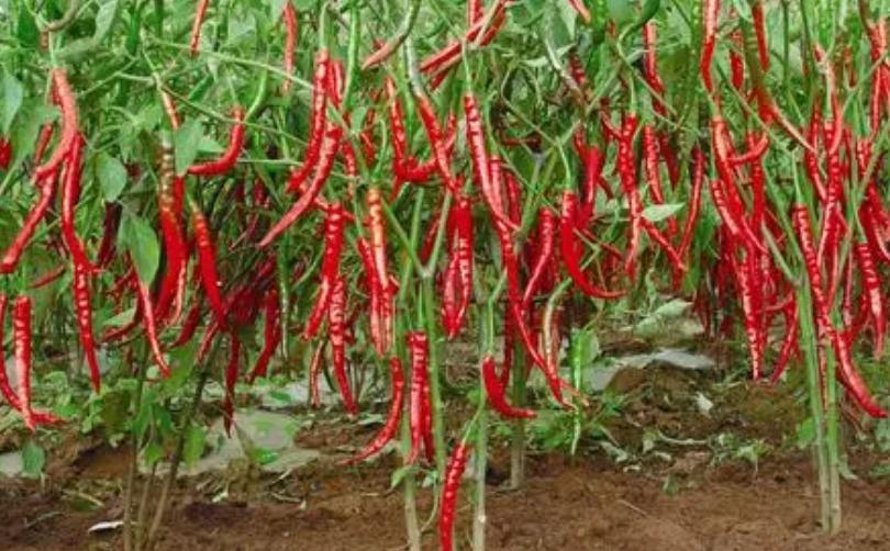 农村小作坊创业做什么生意好暴利,36岁想回农村创业做这5种生意