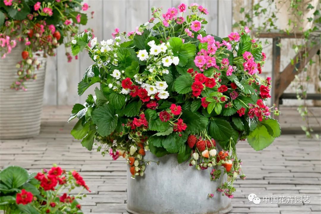 鑺卞崏鍝佺灞曠ず,鏂颁紭鑺卞崏鍝佺灞曠ず