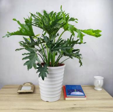 大叶春雨的功效和副作用有哪些,大叶春芋可以放在卧室吗