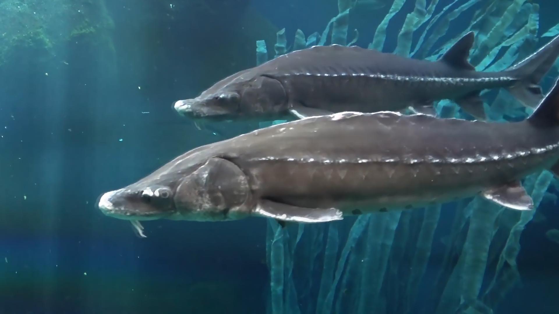 科学告诉你鱼子酱为什么这么贵,顶级鱼子酱为什么这么贵