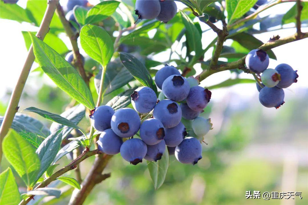 2023蓝莓采摘时间,重庆蓝莓采摘最佳时间