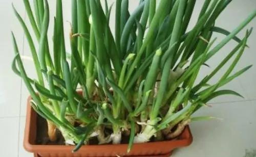 阳台种菜小葱香菜,白露以后种植小葱大蒜和香菜