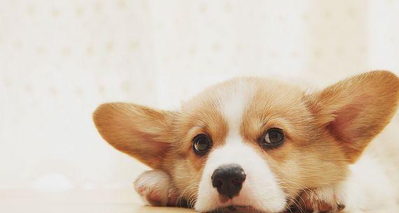 狗狗在家里好吗,狗狗在家里会得细小吗