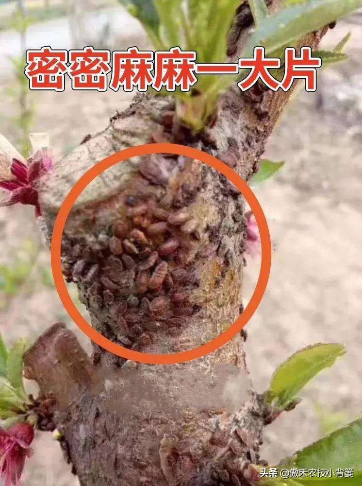 小小昆虫到底多可怕,小小红蜘蛛是什么