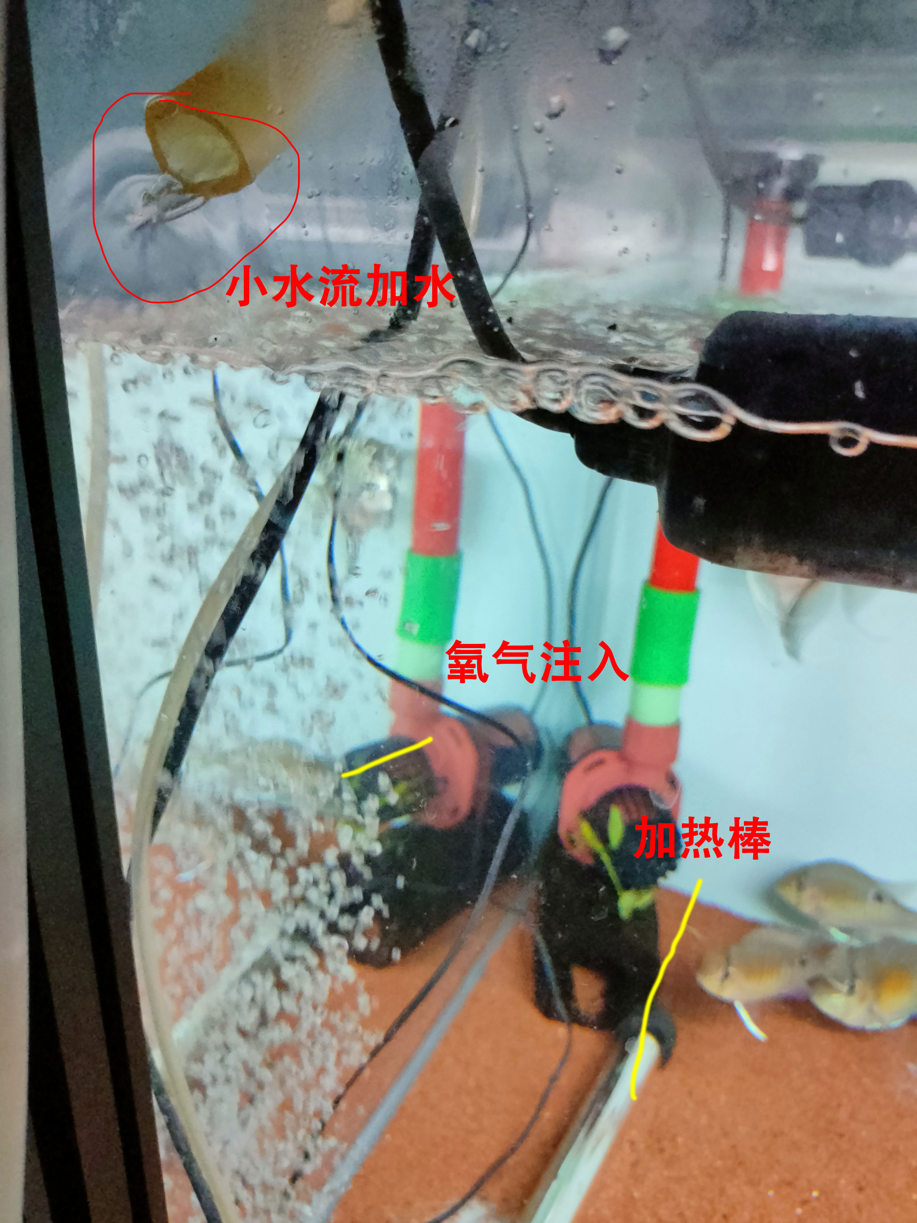 鱼缸换水管子怎么吸出来水,鹦鹉鱼缸换水的正确方法